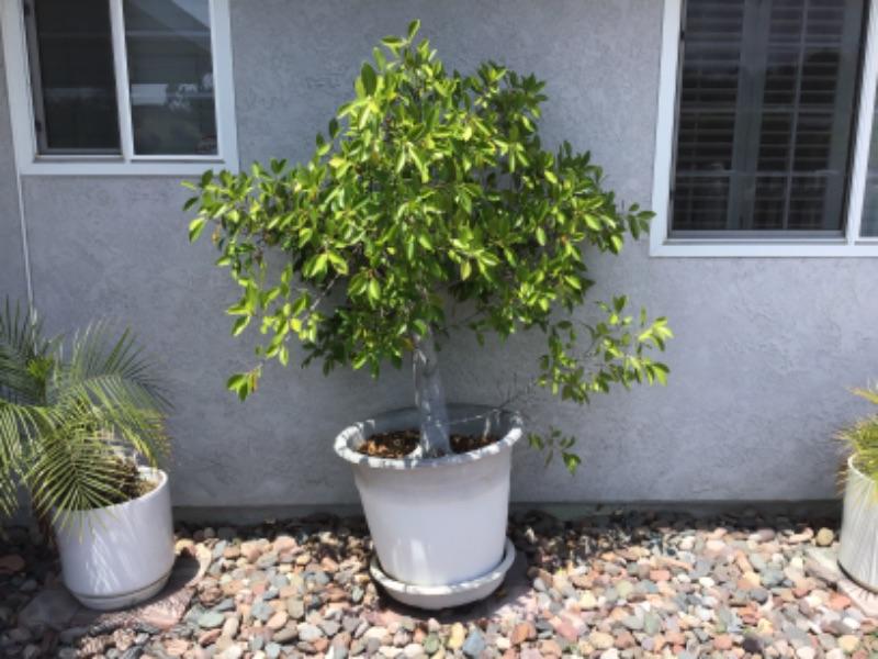 P105 Small potted tree and plastic pot