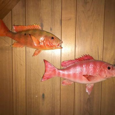 Pair of Taxidermy Red Snapper Fish 
