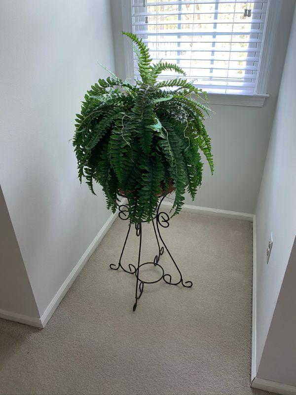 Fake Fern with Stand