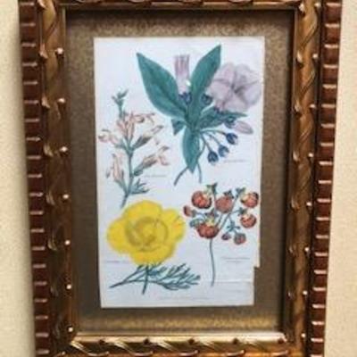 Set of 4 Botanical Engravings