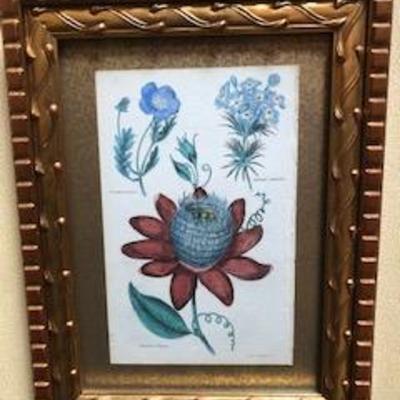 Set of 4 Botanical Engravings