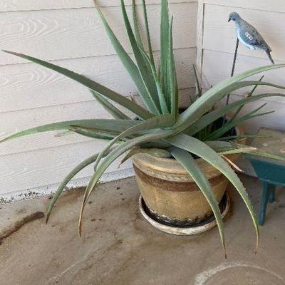 Aloe Vera Plant with pot 