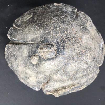 Cast Concrete Garden Mushroom 