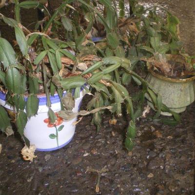 Three Christmas Cactus with Pots 