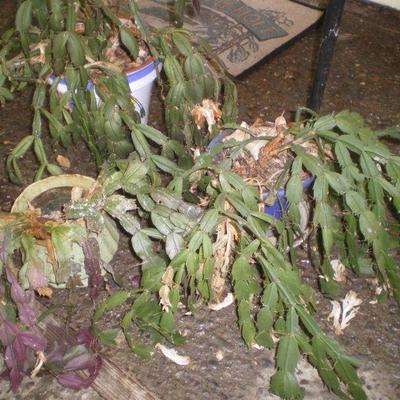Three Christmas Cactus with Pots 