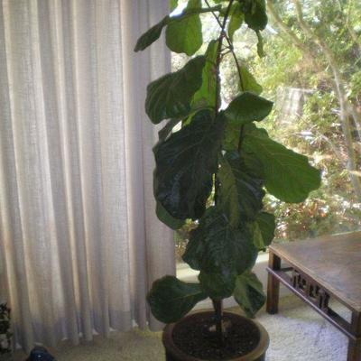 MCM Pot with Live Plant