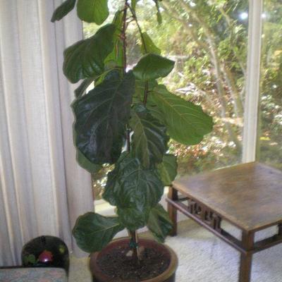MCM Pot with Live Plant