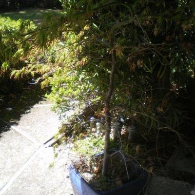 Japanese Maple in Pot