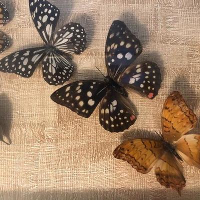 Framed  butterfly art  REAL BUTTERFLIES 