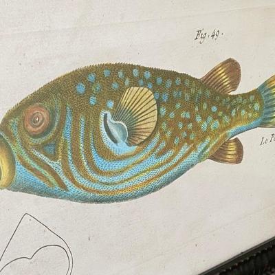 Lot # 225 Pair of Vintage Colored Fish Engravings