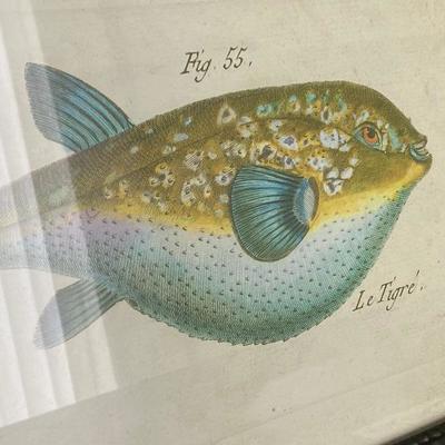 Lot # 225 Pair of Vintage Colored Fish Engravings