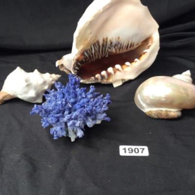 Assorted shells and coral Lot 1907