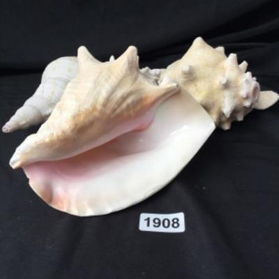 Assorted conch shells lot 1908