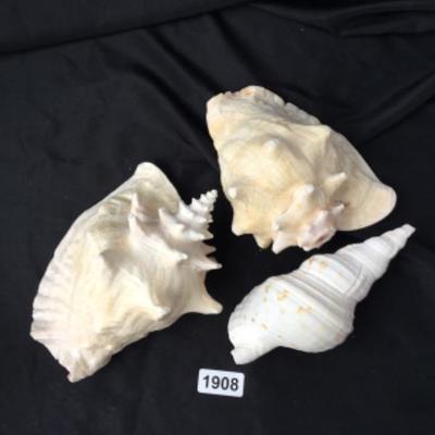 Assorted conch shells lot 1908