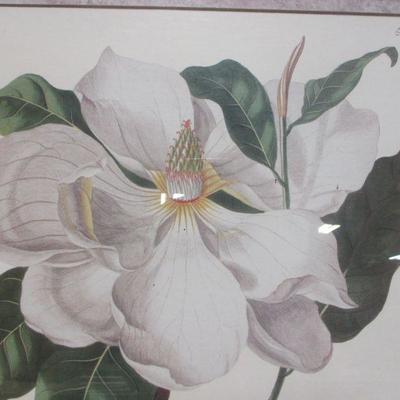 Lot 43 - Magnolia Picture