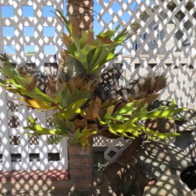 P 107 - Staghorn Fern Plant