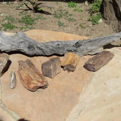 P 108 - Driftwood 35.5" long & Petrified Wood