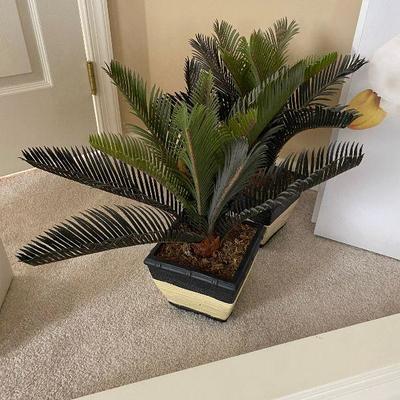 Plants (2) - Imitation Sago Palm