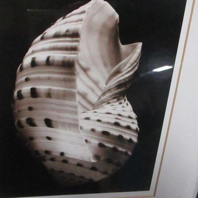 Lot 137 - Shell Picture