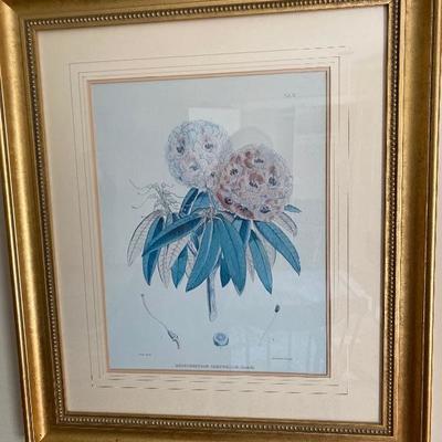 Lot # 269 Pair of Botanical Rhododendron Prints 