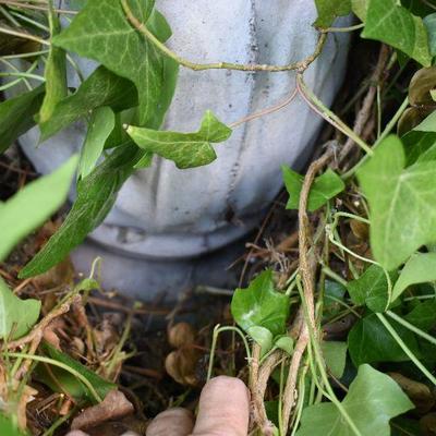 Outside: Cement Birdbath