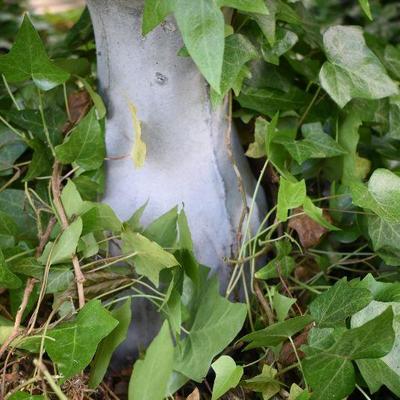 Outside: Cement Birdbath