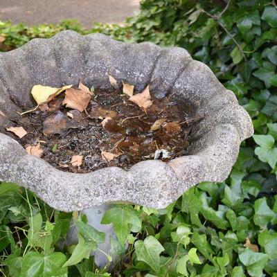 Outside: Cement Birdbath