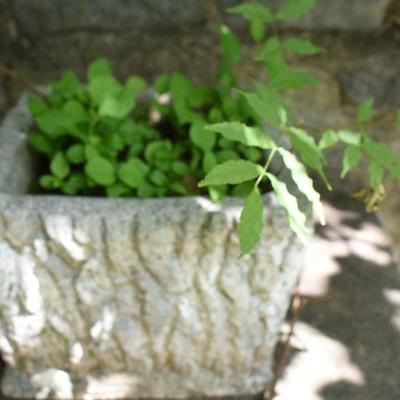 Outside: Vintage Cement Planters