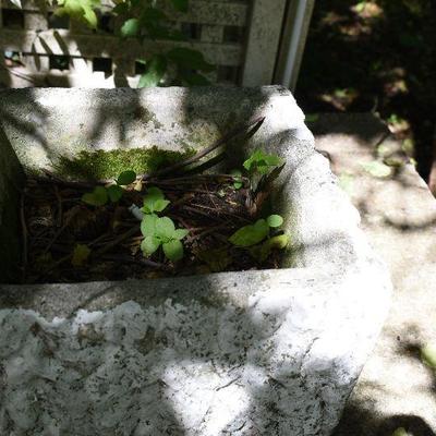 Outside: Vintage Cement Planters