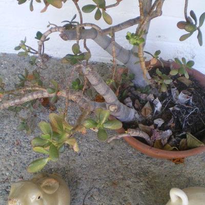 Jade Plant in Terra Cotta Pot