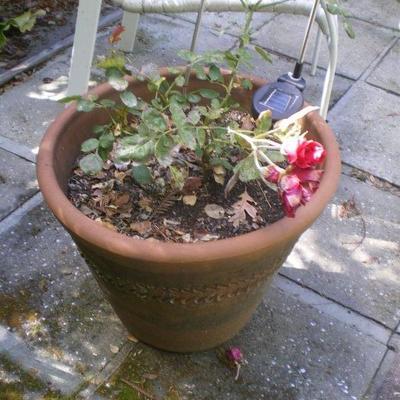 Terra Cotta Pot