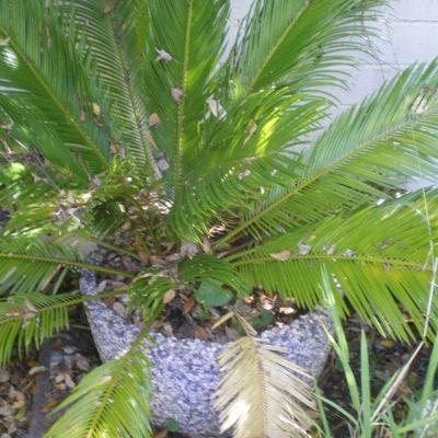  Plant in Vintage  Aggregate Pot
