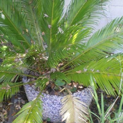  Plant in Vintage  Aggregate Pot