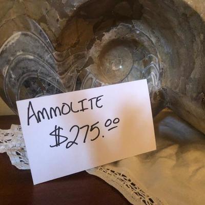 Ammolite Fossil 