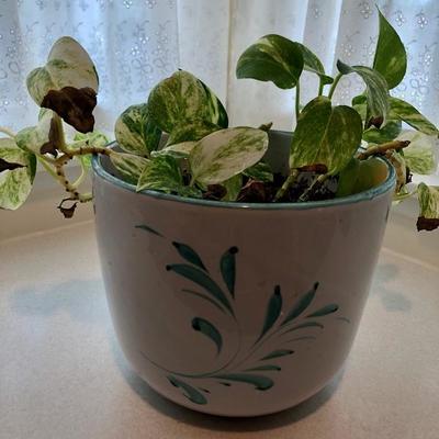 House plant in Hand-painted Italian pottery  planter pot