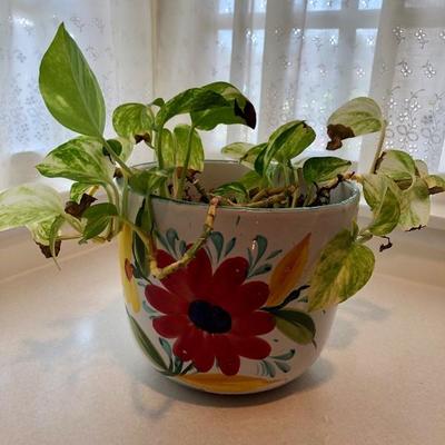 House plant in Hand-painted Italian pottery  planter pot