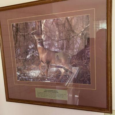Wildlife framed deer print