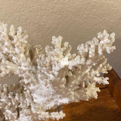 White Coral 