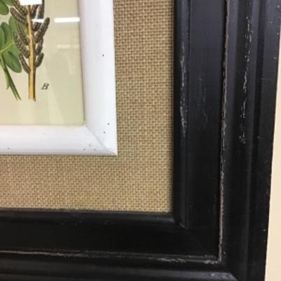 Professionally Framed Botanical Print