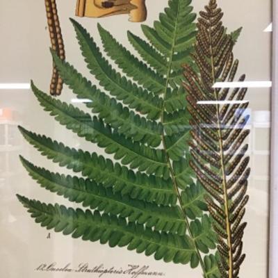 Professionally Framed Botanical Print