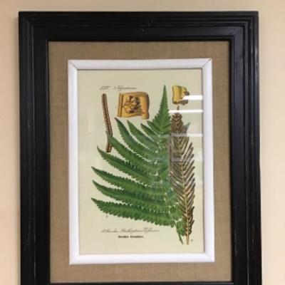 Professionally Framed Botanical Print