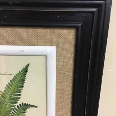 Professionally Framed Botanical Print 