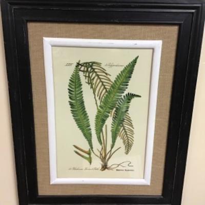 Professionally Framed Botanical Print 