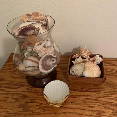   LOT 100 Sea Shell Collection 