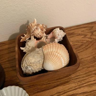   LOT 100 Sea Shell Collection 
