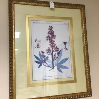 Professionally Framed Botanical Print