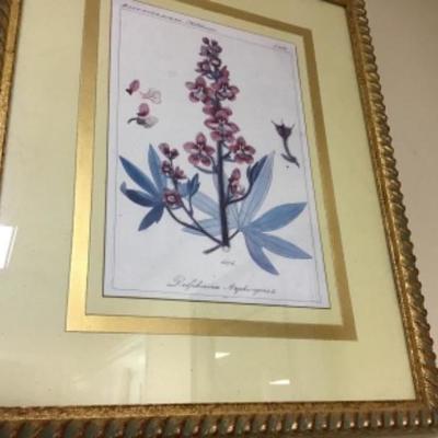 Professionally Framed Botanical Print