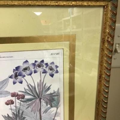 Professionally Framed Botanical Print 