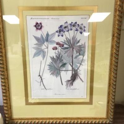 Professionally Framed Botanical Print 
