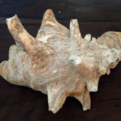 Giant Shell (conch)